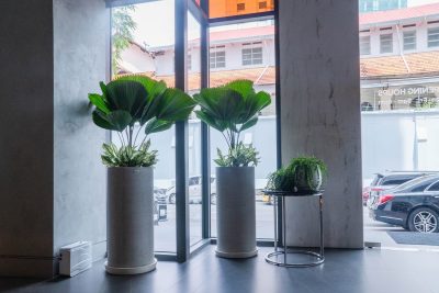 Chăm Cây Giá Rẻ Cho Văn Phòng Và Ban Công Tận Nơi Hồ Chí Minh