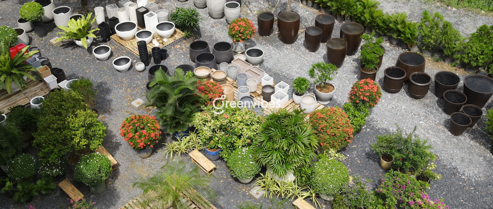 Giới thiệu vườn ươm Greenvibes Garden - Chuyên cây xanh & cảnh quan