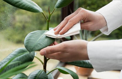 Chăm Sóc Cây Cảnh Trọn Gói Theo Yêu Cầu Tại Quận 2