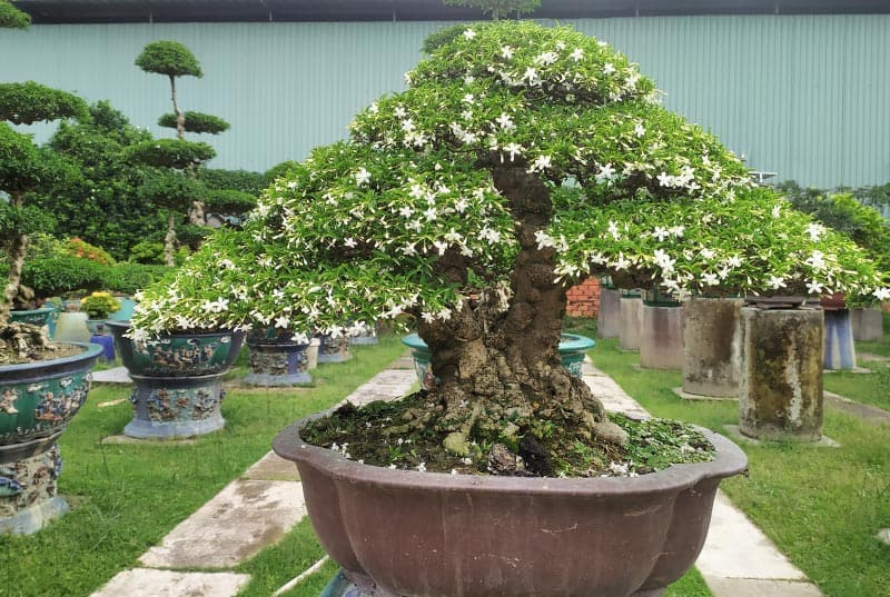 Các loại cây bonsai