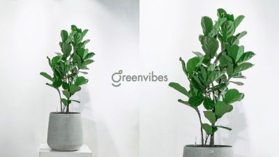 Cách chăm cây bàng Singapore tại nhà siêu đơn giản
