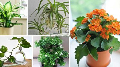 Dịch Vụ Chăm Cây Cảnh Tại Nhà Quận 1, 2, 3, 9, Thủ Đức