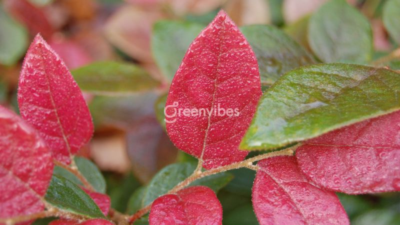 Cách chăm sóc cây hồng phụng - Greenvibes