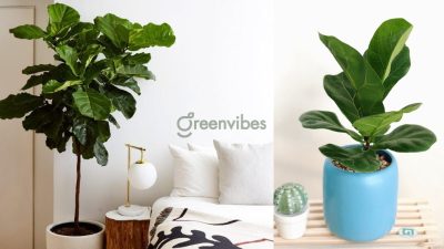 Có nên đặt cây bàng Singapore trong phòng ngủ không?