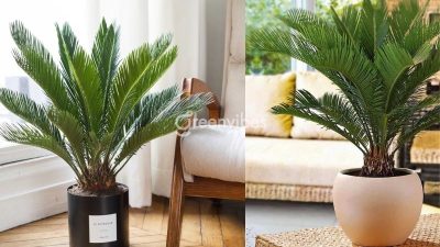 Dịch Vụ Chăm Sóc Cây Xanh Tận Nơi Tại Hồ Chí Minh