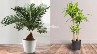 Top 12+ loại cây cảnh trong nhà có độc cần cân nhắc kỹ lưỡng khi trồng