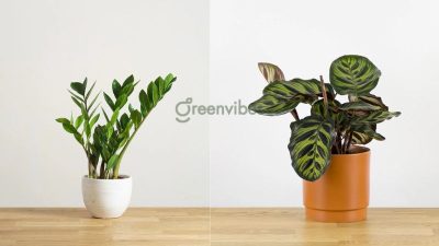 Top 15 loại cây cảnh trong nhà hợp mệnh Hoả thu hút tài lộc