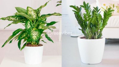 Top 11 loại cây cảnh trong nhà hợp mệnh Kim, mang lại vận may tài lộc