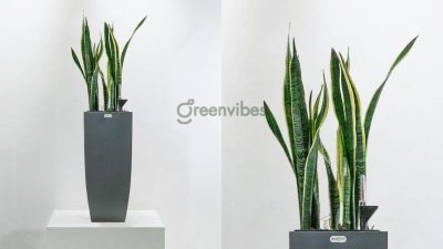 Cây lưỡi hổ vàng giúp người mệnh Kim trước tài lộc vào nhà