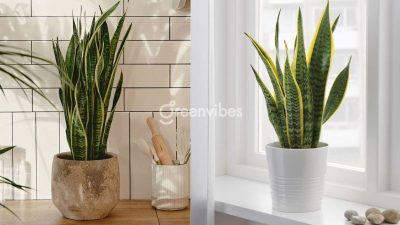 Chăm Sóc Cây Xanh Khỏe Đẹp Theo Yêu Cầu Khách Hàng