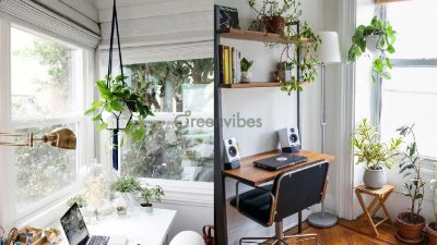 Top 9 loại cây cảnh trong nhà hợp mệnh Thuỷ mang lại may mắn, tiền tài