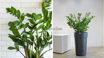 Chăm Sóc Định Kỳ Cây Xanh Theo Yêu Cầu, Đến Tận Nơi Q1