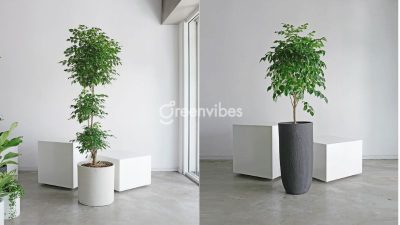 Cây hạnh phúc có hoa không? Làm thế nào để cây hạnh phúc ra hoa?