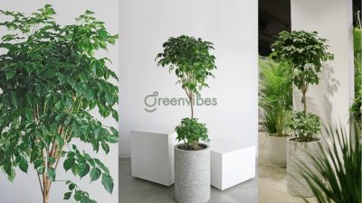 Cây hạnh phúc hợp mệnh gì