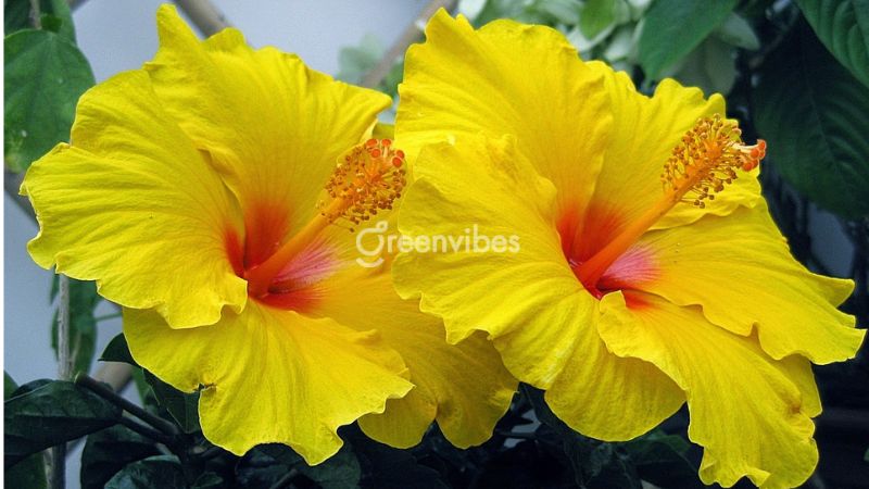 Cây hoa bông bụp thái - Greenvibes