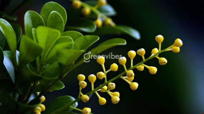 Cây hoa ngâu vàng - Greenvibes