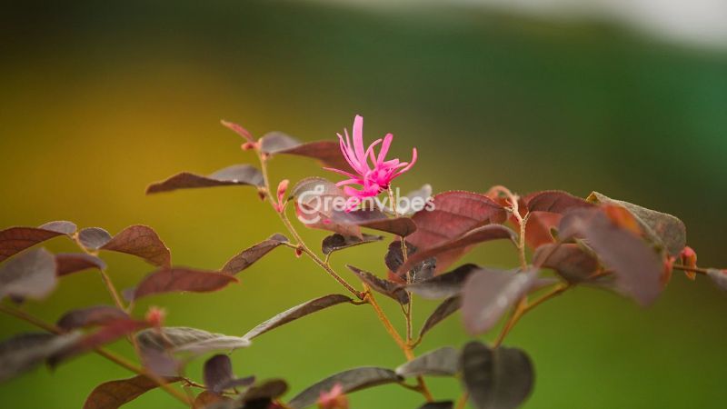 Cây hồng phụng tán tròn - Greenvibes