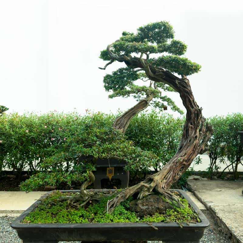 y kiểng bonsai