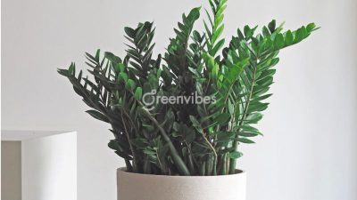 Cây kim phát tài có độc không? Nên đặt ở đâu trong nhà?