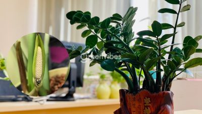 Bảo Dưỡng Cây Xanh Tận Nhà Tại Quận 2
