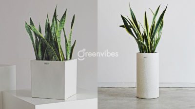 Cây lưỡi hổ có độc không? Lưu ý khi trồng lưỡi hổ trong nhà