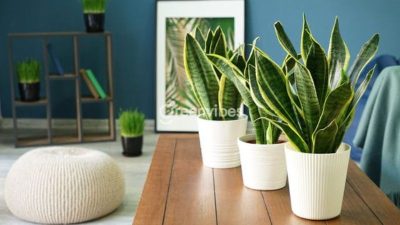 Cây lưỡi hổ nên đặt ở đâu trong nhà giúp gia chủ chiêu tài?