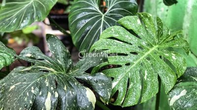 Cây monstera đột biến