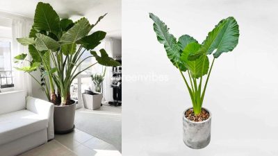 Cây ráy voi có ngứa không? Lưu ý khi trồng ráy voi trong nhà