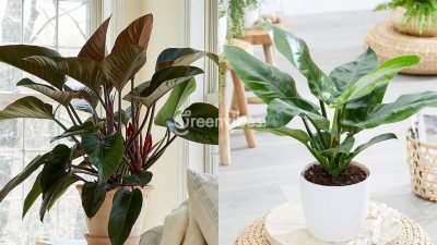 Cây trầu bà đế vương hợp mệnh gì - Greenvibes