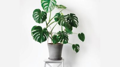 Cây trầu bà lá xẻ