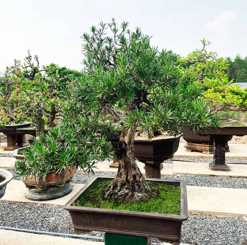 Cây xanh bonsai