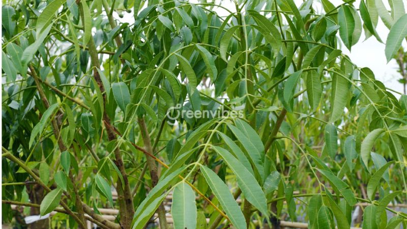 Đặc điểm cây cóc - Greenvibes