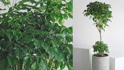 Giá cây hạnh phúc hiện nay bao nhiêu? Nên mua cây hạnh phúc ở đâu?