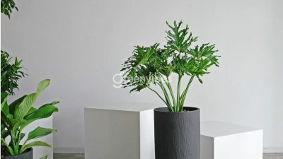 Giá cây trầu bà thanh xuân
