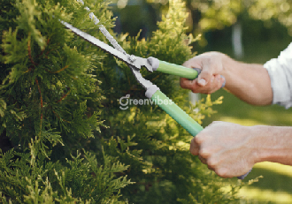 Bảo dưỡng cây xanh Greenvibes