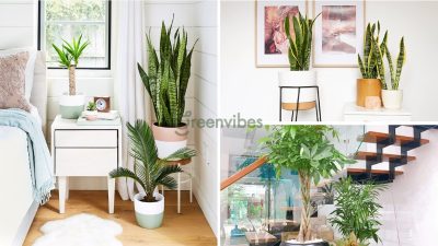 Mua cây cảnh trong nhà đẹp giá rẻ, sống bền, dễ chăm sóc