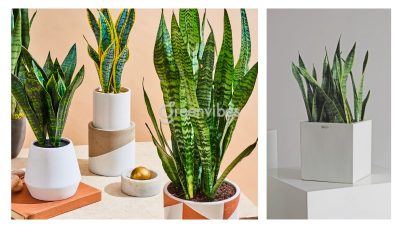 Địa chỉ mua cây lưỡi hổ giá tốt nhất tại TPHCM