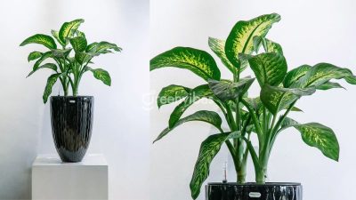 Mua Cây Xanh Văn Phòng, Dịch Vụ Chăm Cây Cảnh Quận 1, 2, 3 TP.HCM