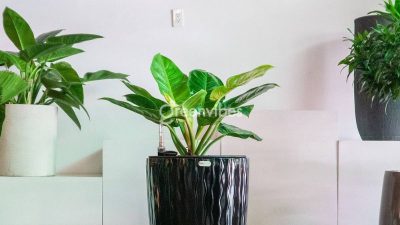 Tác dụng cây trầu bà đế vương vàng