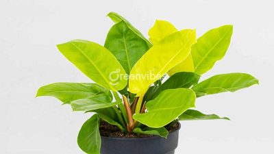 Trầu bà đế vương vàng hợp mệnh gì? Cách trồng thế nào?
