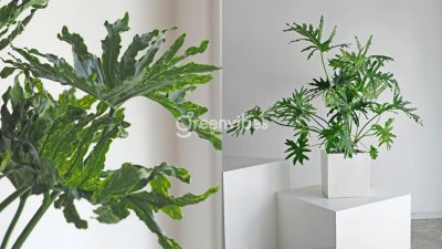 Trầu bà thanh xuân có độc không? Cần chú ý gì khi trồng trong nhà?