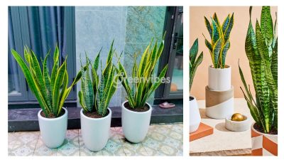 Trồng cây lưỡi hổ trước nhà có tốt không? Những lưu ý khi trồng