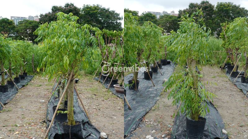 Ý nghĩa trồng cây cóc - Greenvibes