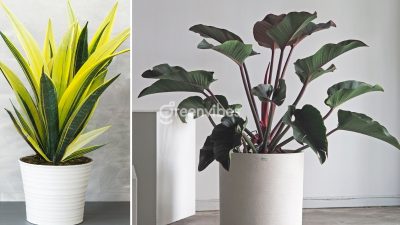Tuổi Canh Ngọ 1990 hợp cây gì để bàn làm việc đón tài lộc, may mắn?