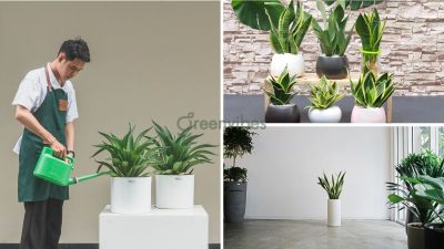 Mua Cây Xanh Quận 2 Cây Cảnh Giá Tốt, Giao Hàng Tận Nơi