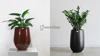 1994 hợp cây gì để bàn làm việc thu hút may mắn?