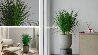 Dịch Vụ Hỗ Trợ Cây Xanh Văn Phòng Tại Quận 1 GreenVibes