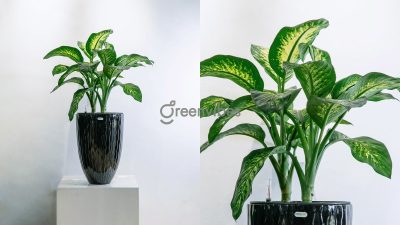 Bảo Dưỡng Cây Xanh Không Gian Xanh Trong Lòng Thành Phố