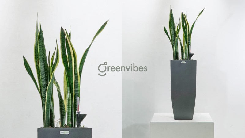 Greenvibes tư vấn lựa chọn và hướng dẫn cách đặt cây cảnh trong phòng khách