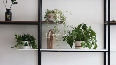 Cây cảnh phong thủy mệnh hỏa - Greenvibes